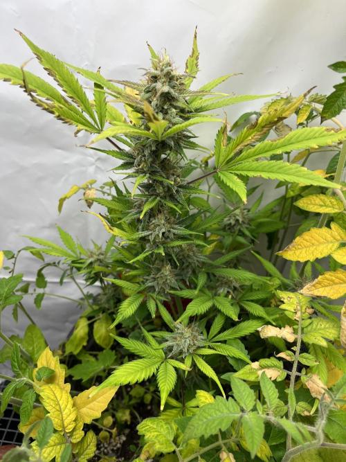 Auto Fractal. Week 9