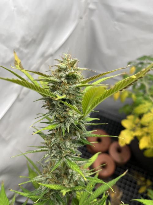 Auto Fractal. Week 9