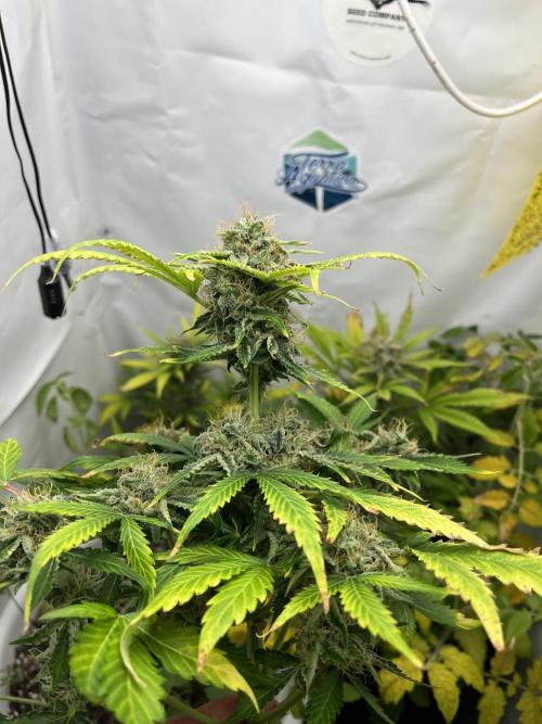 Auto Fractal. Week 9