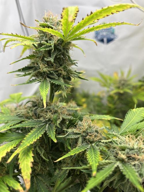 Auto Fractal. Week 9