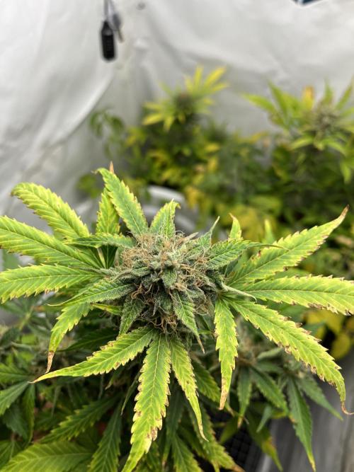 Auto Fractal. Week 9