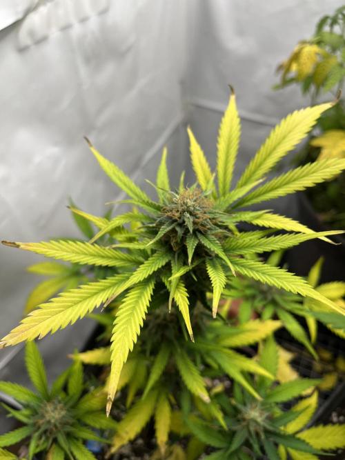 Auto Fractal. Week 9