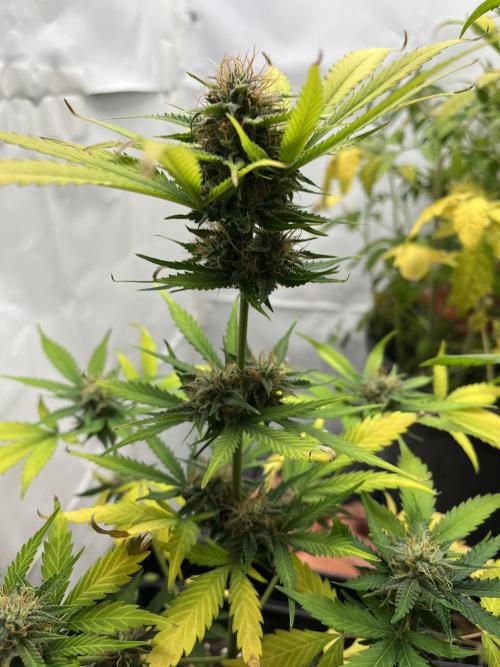 Auto Fractal. Week 9