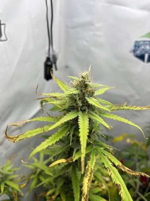 Moby dick auto. Week 9