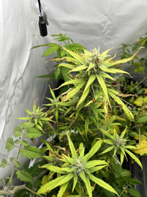 Moby dick auto. Week 9