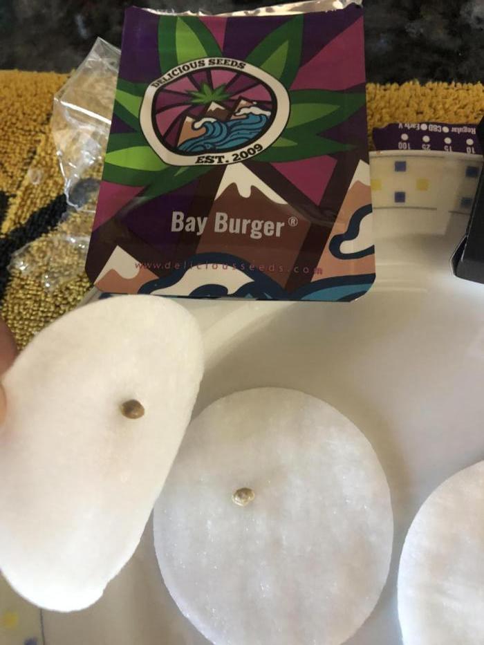 Bay burguer 25. Week 0