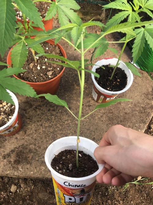 2026 greenhouse/outdoor grow. Week 4