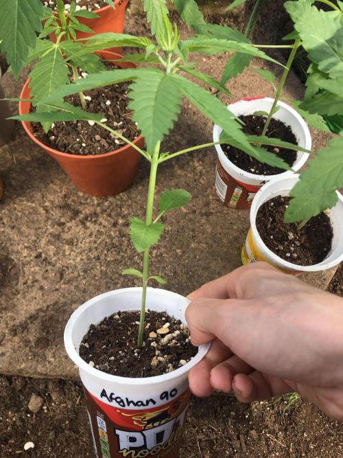 2026 greenhouse/outdoor grow. Week 4