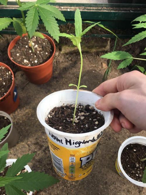 2026 greenhouse/outdoor grow. Week 4