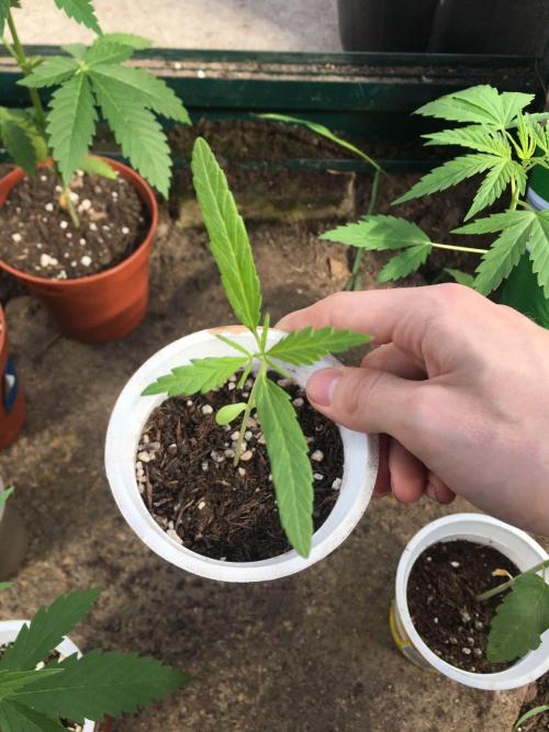 2026 greenhouse/outdoor grow. Week 4