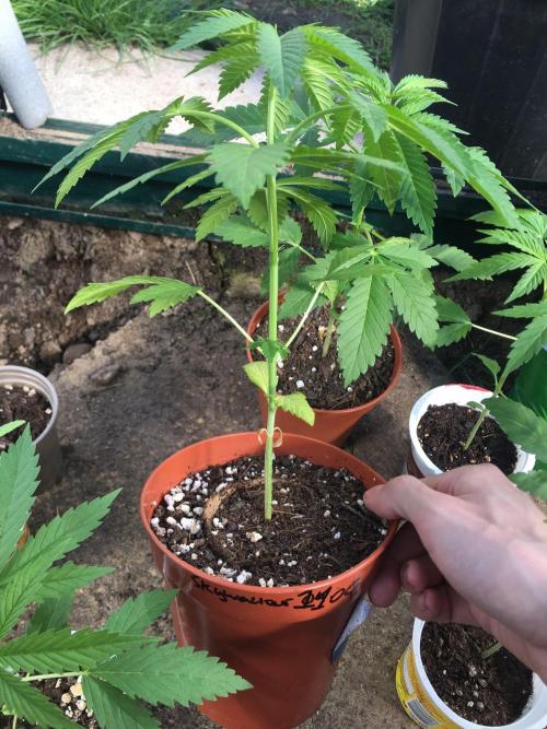 2026 greenhouse/outdoor grow. Week 4