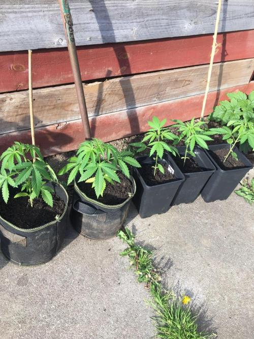 2026 greenhouse/outdoor grow. Week 4