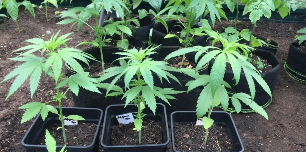 2026 greenhouse/outdoor grow. Week 5