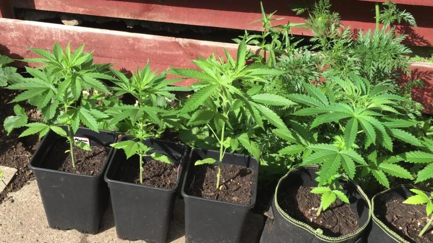 2026 greenhouse/outdoor grow