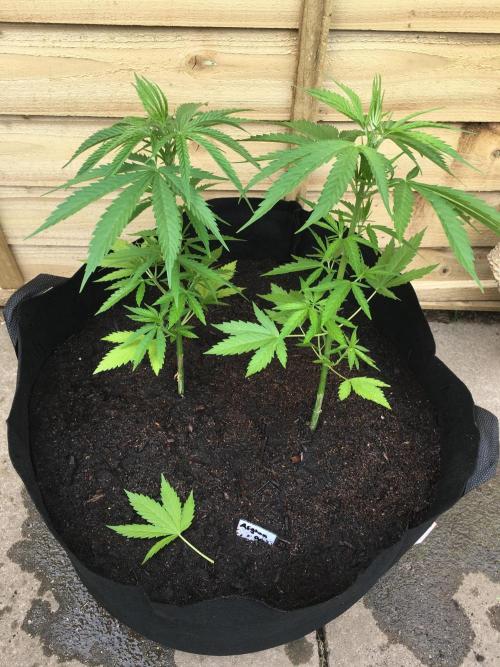 2026 greenhouse/outdoor grow. Week 6