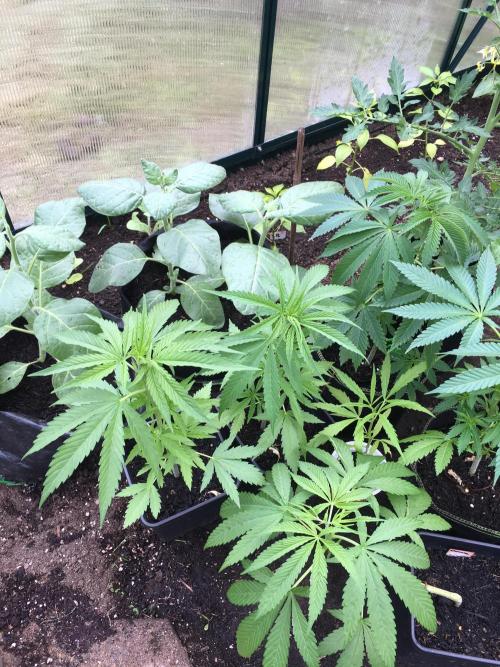 2026 greenhouse/outdoor grow. Week 6