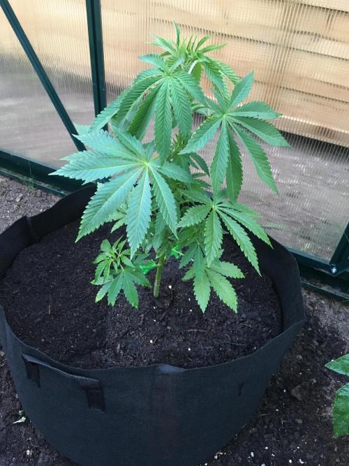 2026 greenhouse/outdoor grow. Week 6