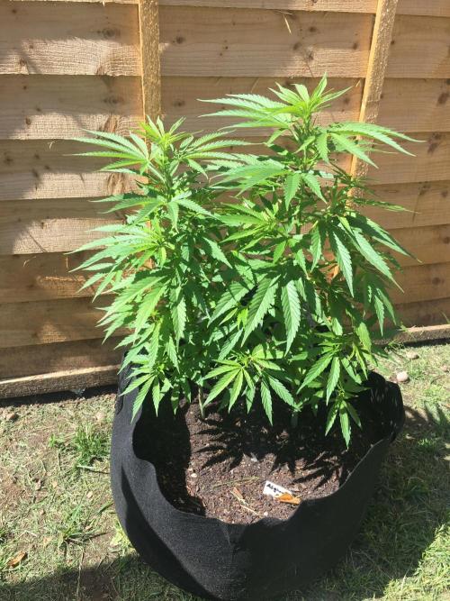 2026 greenhouse/outdoor grow. Week 8