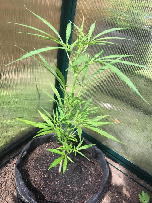 2026 greenhouse/outdoor grow. Week 8
