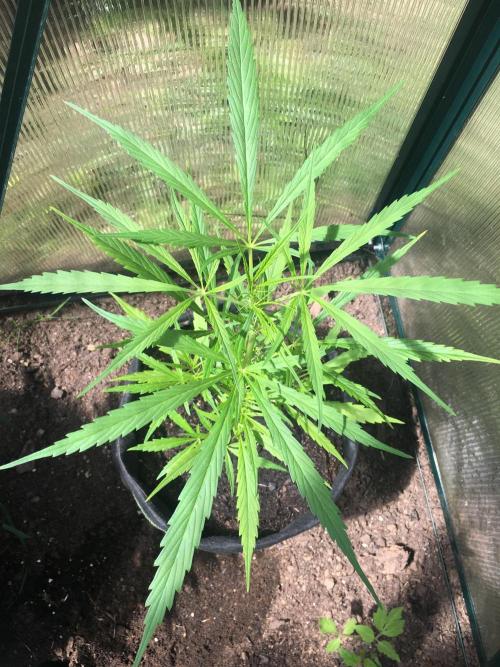 2026 greenhouse/outdoor grow. Week 8