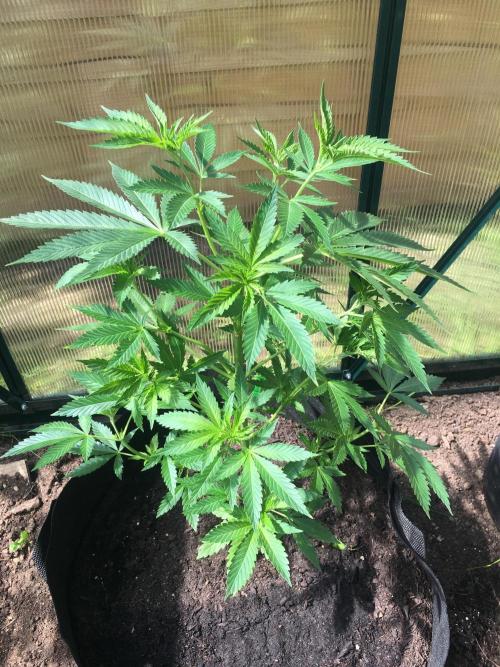 2026 greenhouse/outdoor grow. Week 8