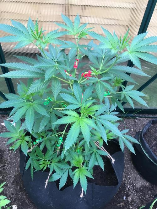 2026 greenhouse/outdoor grow. Week 8