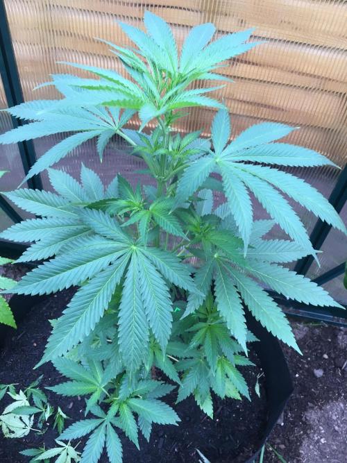 2026 greenhouse/outdoor grow. Week 7