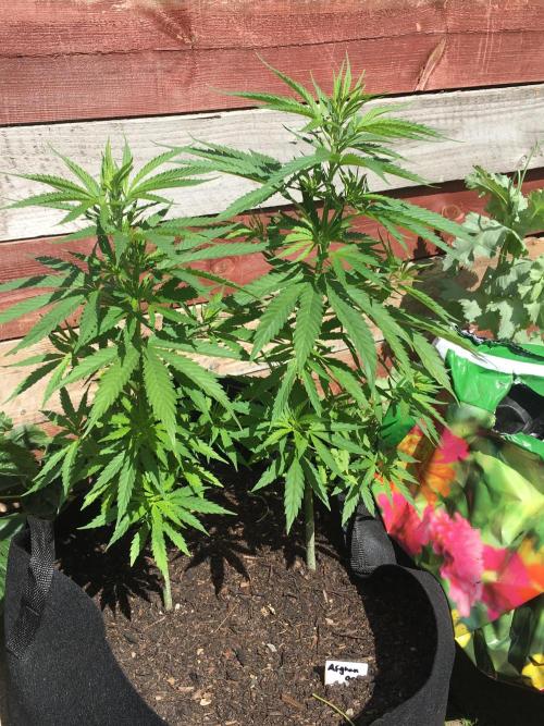 2026 greenhouse/outdoor grow. Week 7