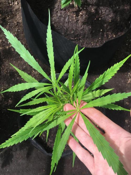 2026 greenhouse/outdoor grow. Week 7