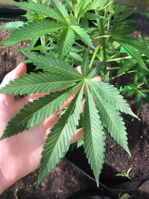 2026 greenhouse/outdoor grow. Week 7