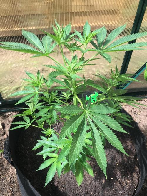 2026 greenhouse/outdoor grow. Week 7