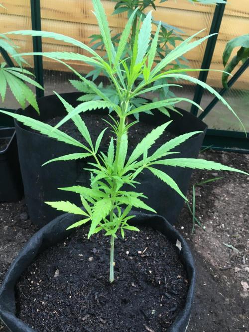 2026 greenhouse/outdoor grow. Week 7