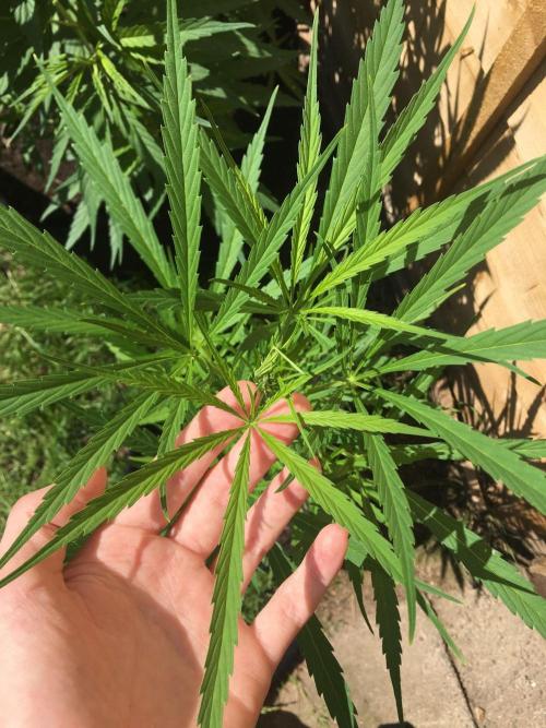 2026 greenhouse/outdoor grow. Week 9