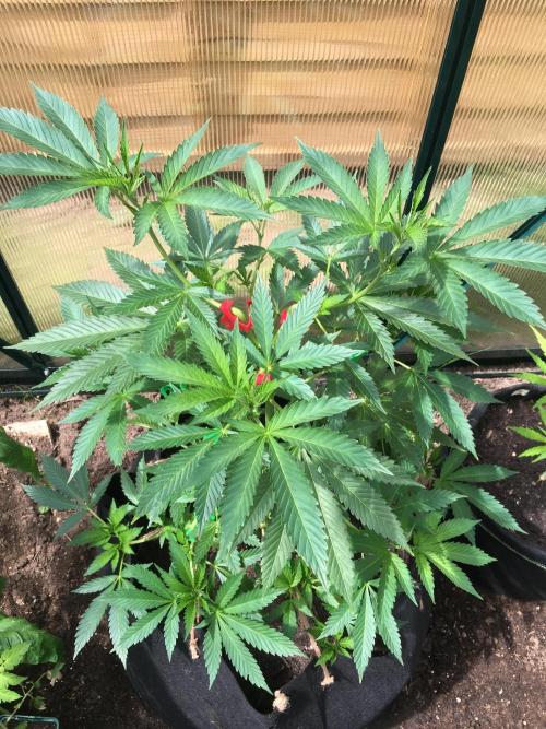 2026 greenhouse/outdoor grow. Week 9