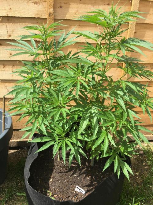 2026 greenhouse/outdoor grow. Week 9