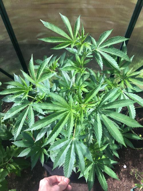 2026 greenhouse/outdoor grow. Week 10