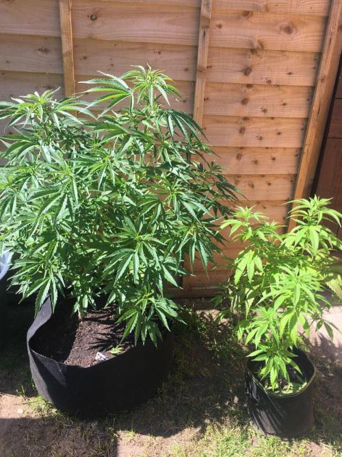 2026 greenhouse/outdoor grow. Week 10