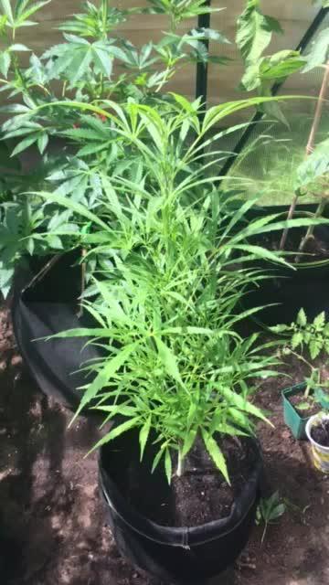 2026 greenhouse/outdoor grow