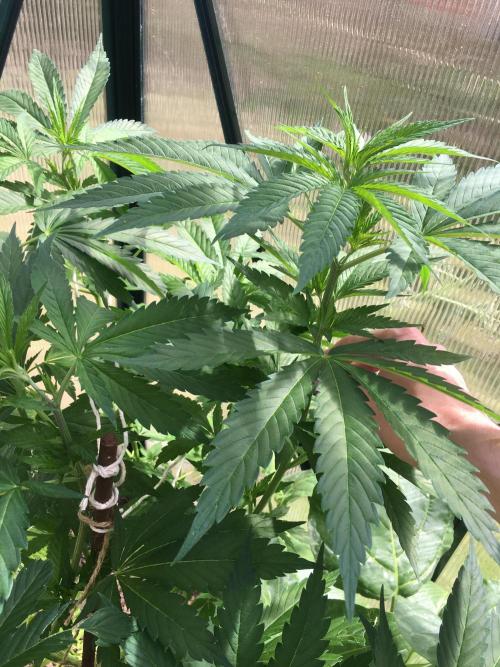 2026 greenhouse/outdoor grow. Week 11