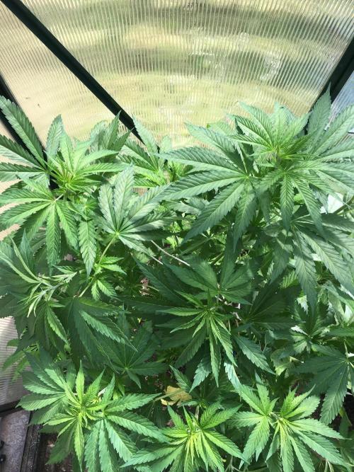 2026 greenhouse/outdoor grow. Week 11