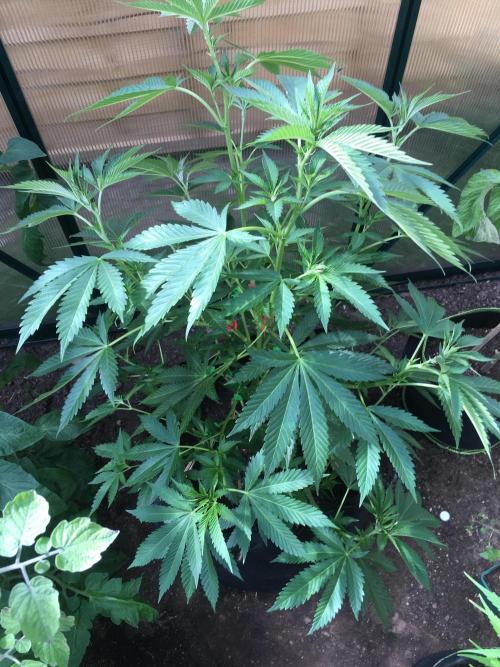2026 greenhouse/outdoor grow. Week 11