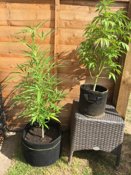2026 greenhouse/outdoor grow. Week 11