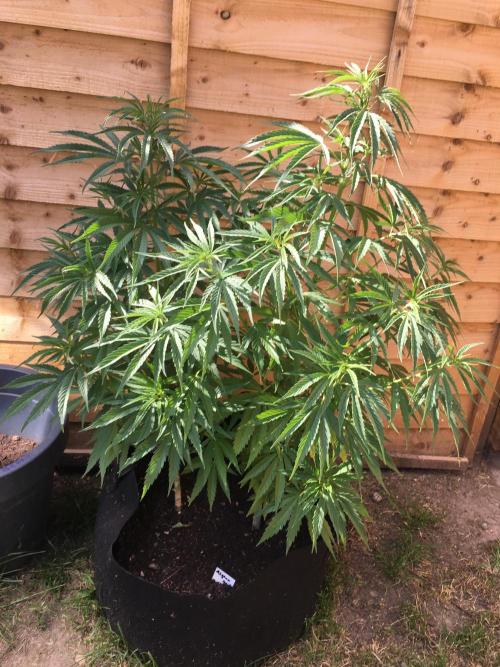 2026 greenhouse/outdoor grow. Week 11
