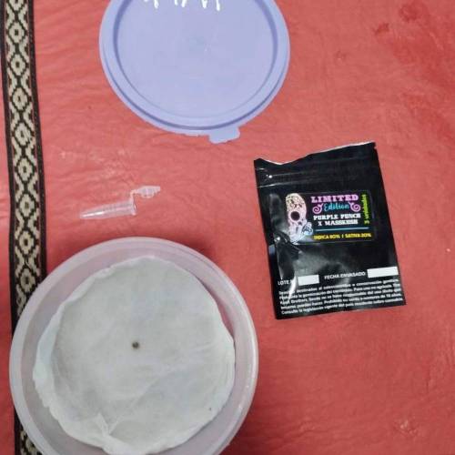 Purple Punch X Masskush The Kush Brother. Week 0