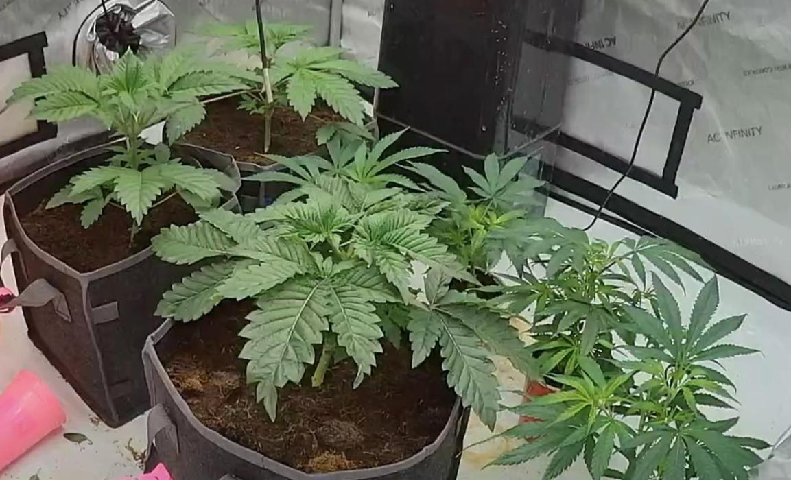 bloom/solfire seed run - solfire. Week 4 - Left 3 plants.  Front 2, pink tags, pink milk. Back left, peach pudding.