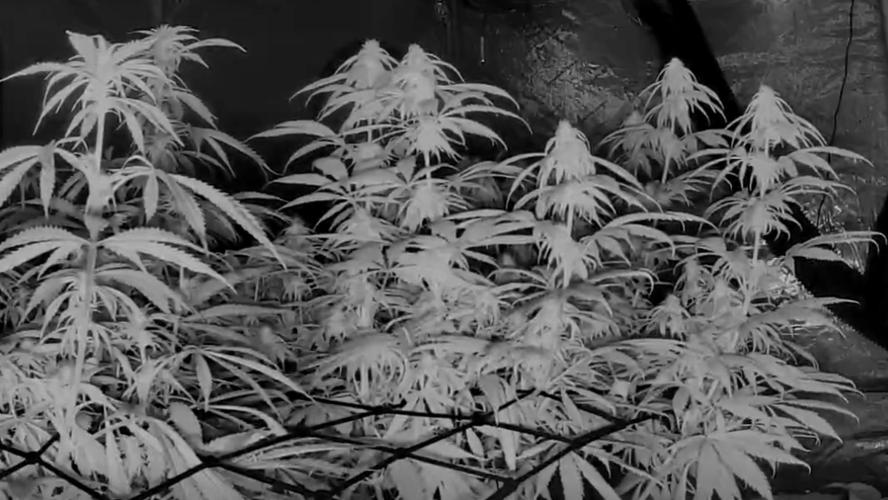 Bloom/Solfire seed run - Bloom. Week 4 - Night shot through a nest camera.