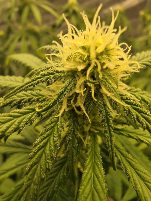 Bloom/Solfire seed run - Bloom. Week 4 - Closeup of a growing bud.