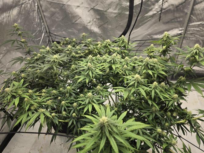 Bloom/Solfire seed run - Bloom. Week 4 - From on high