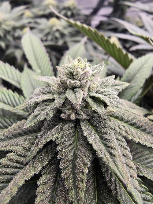 bloom/solfire seed run - solfire. Week 6