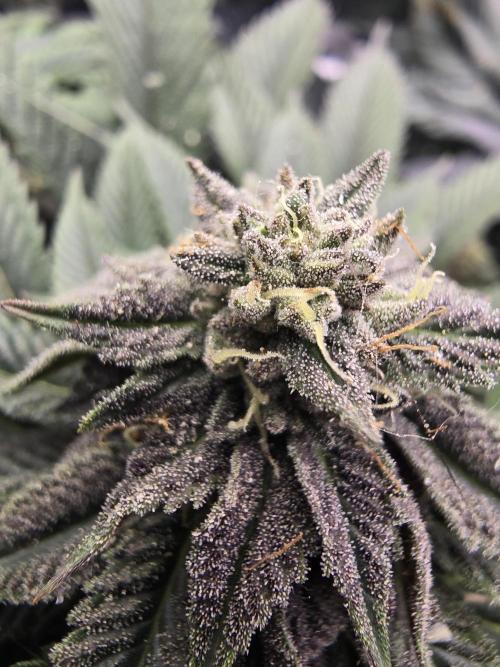 bloom/solfire seed run - solfire. Week 6 - Peach pudding